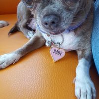 ¿perritos en las bodas? - 1