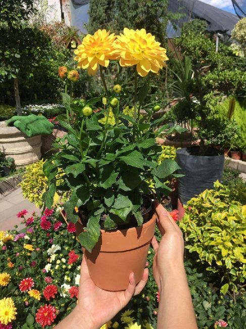  Habemus centros de mesa 💐 - 2