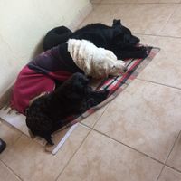 Mis hermosas y su primo adoptado !
