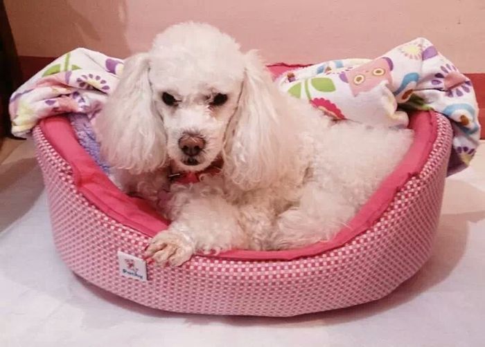 Mis mascotitas - 1