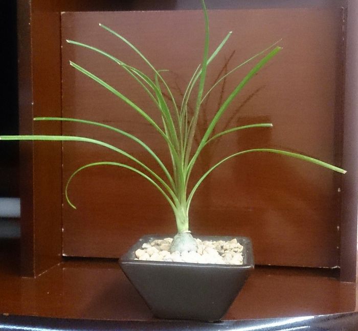 Mis recuerdos... plantitas!! - 2