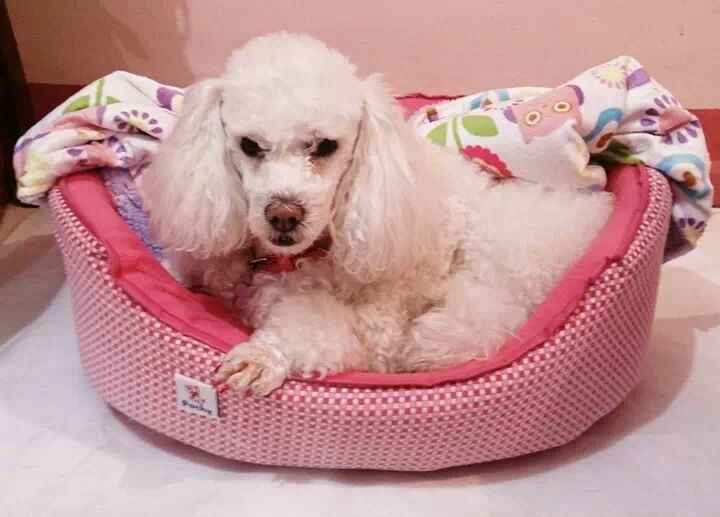 Mis mascotitas - 1