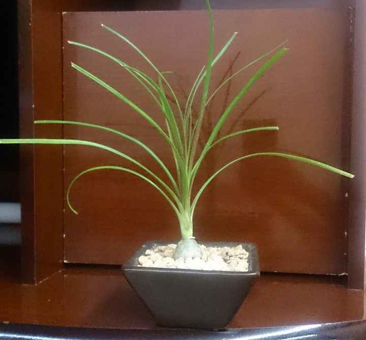 Mis recuerdos... plantitas!! - 2