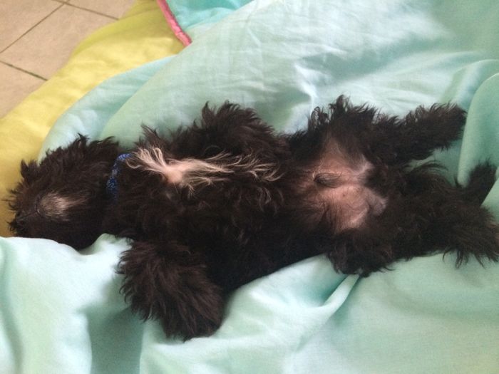 La foto de tu mascota! - 1