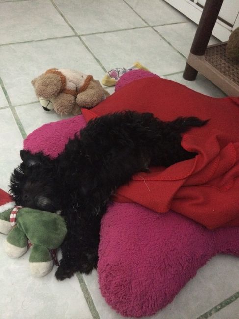 La foto de tu mascota! - 3