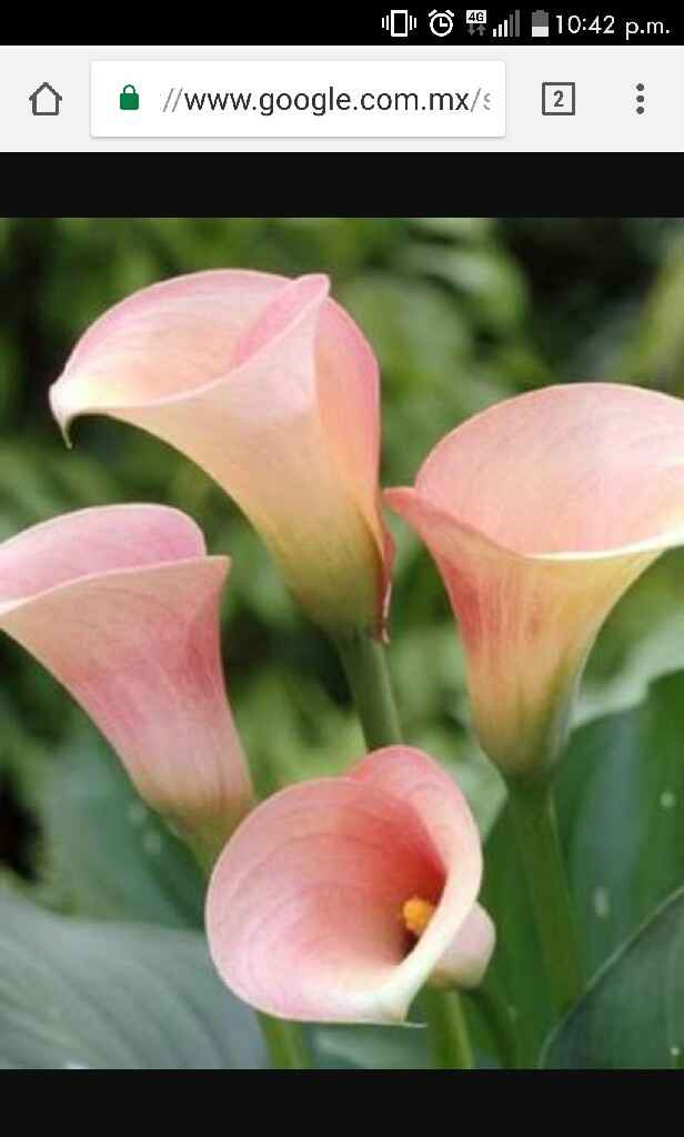 En busqueda de flores - 1