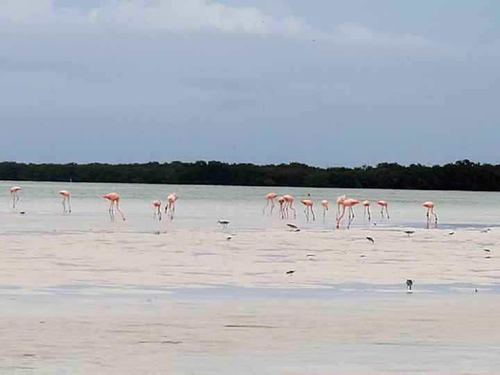De Aruba a Holbox - 1