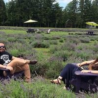 Campo de Lavanda Montreal CA