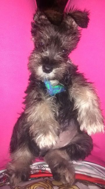 La foto de tu mascota! - 1