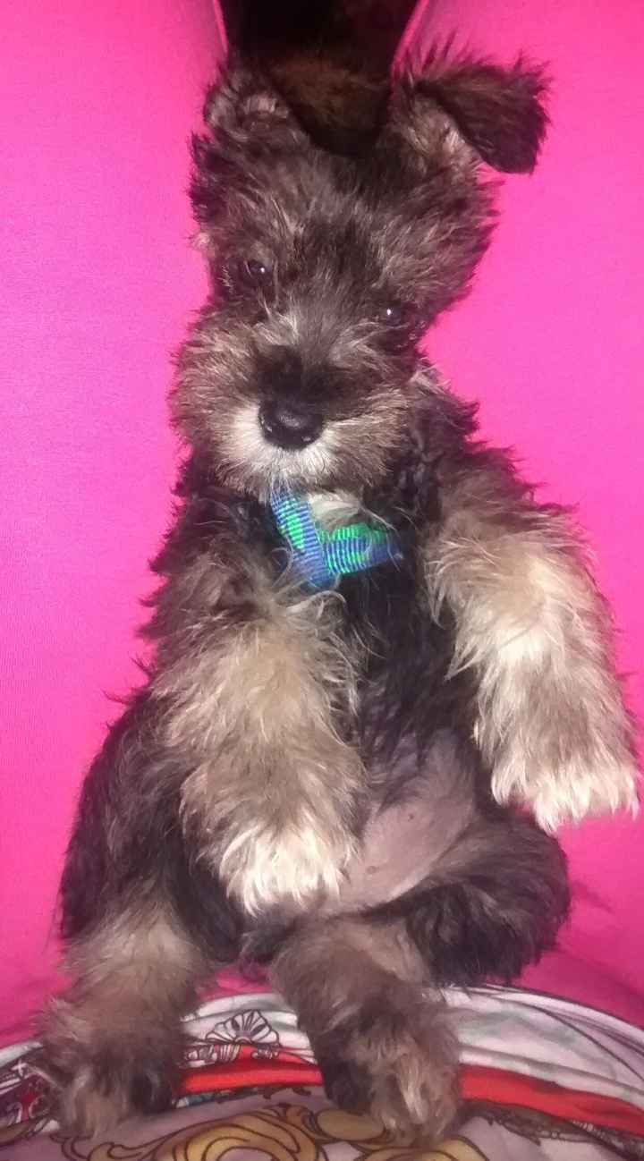 La foto de tu mascota! - 1