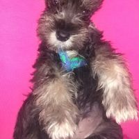 La foto de tu mascota! - 1