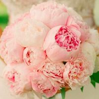 Peonias... - 1