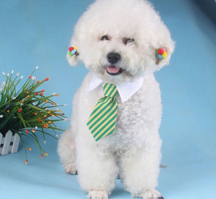 Mascotas en nuestro gran día ♥️♥️♥️ - 1