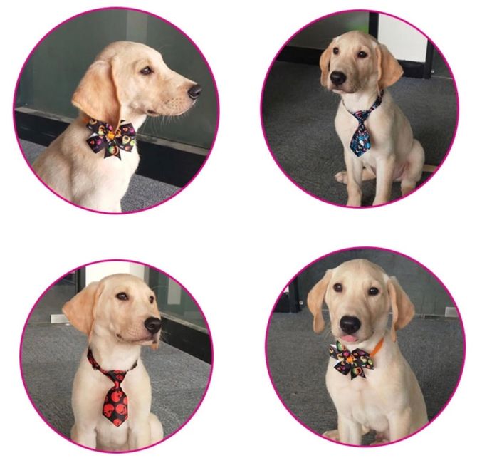 Mascotas en nuestro gran día ♥️♥️♥️ - 5