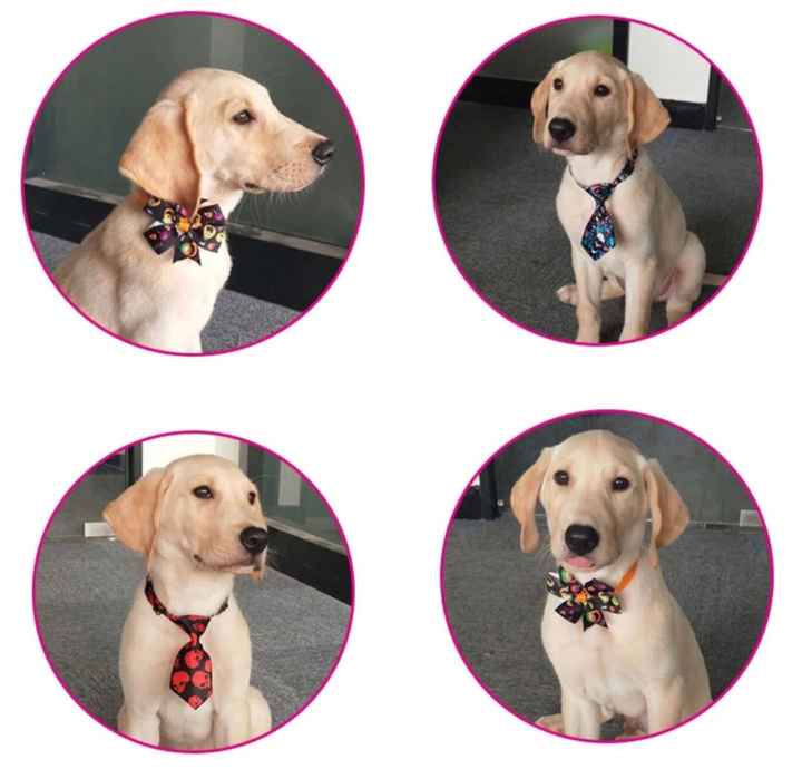 Mascotas en nuestro gran día ♥️♥️♥️ - 5