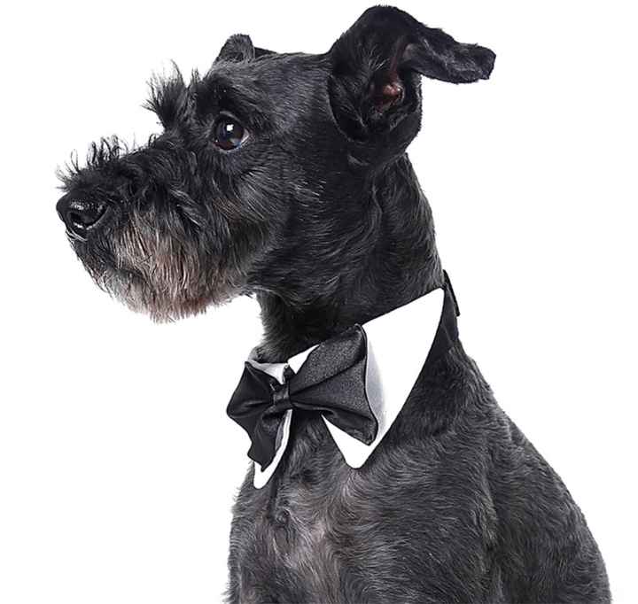 Mascotas en nuestro gran día ♥️♥️♥️ - 8