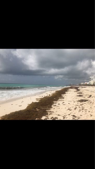 Alerta de Sargazo en rivera maya :( - 1