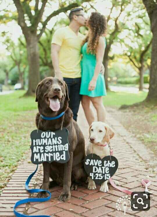 ¿Incluyeron a sus mascotas en su save the date? - 7