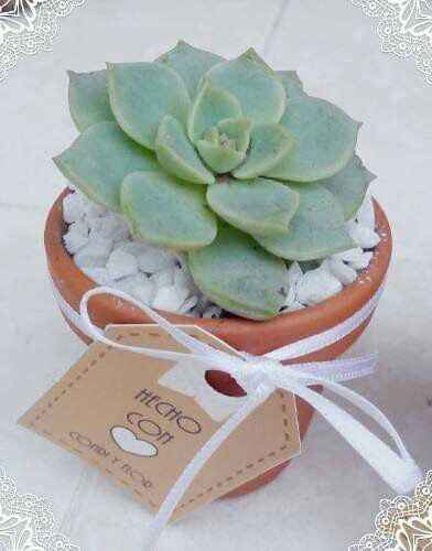 Plantitas de recuerdo - 5