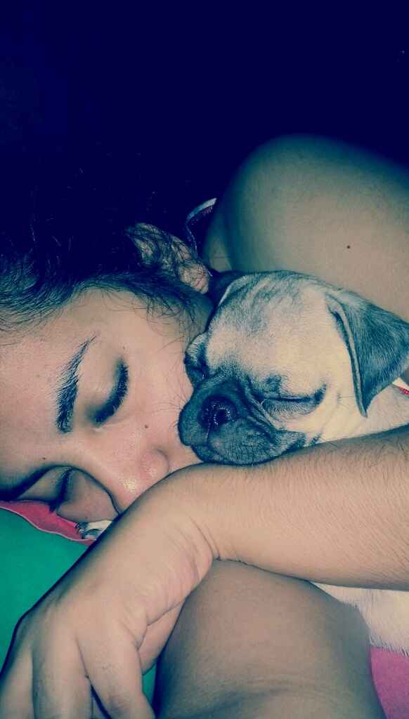 Presenten mascotas.... - 1