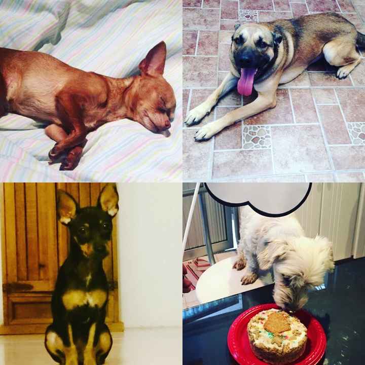 Chihuahuas en tu boda 🐾 - 1