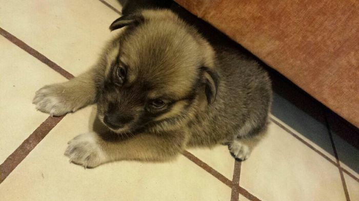 Mascotas en el hogar ¿sí o no? - 1