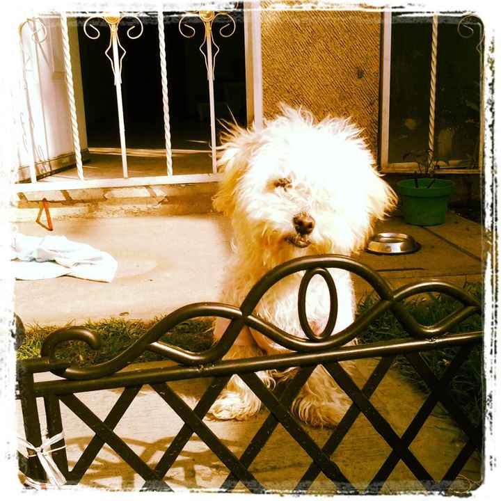La foto de tu mascota! - 1