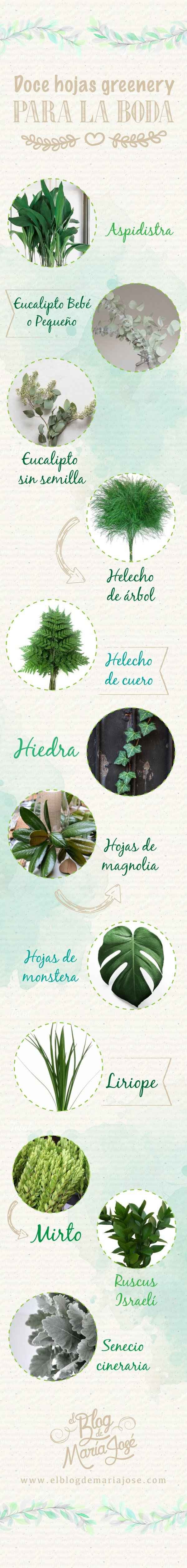 Hojas greenery
