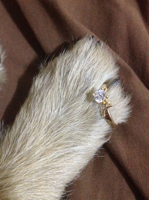 Mascotas en la boda - 1