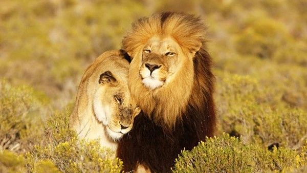 Mr. & Mrs. León