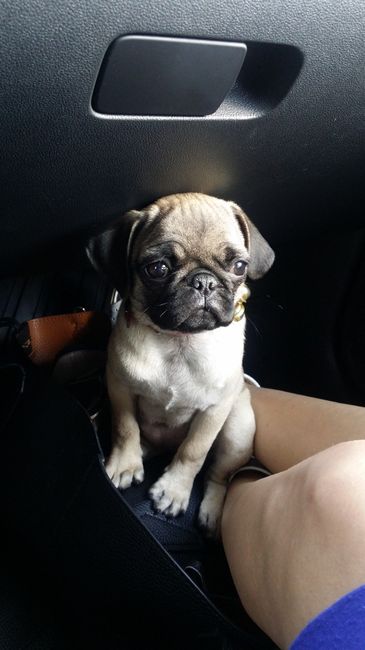 Mascotas para recien casados :) 2