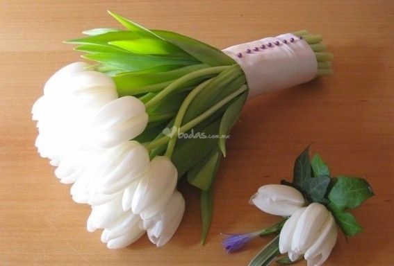 Tulipanes blancos