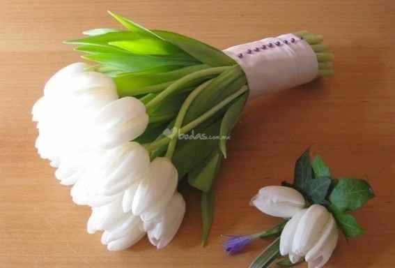 Tulipanes blancos