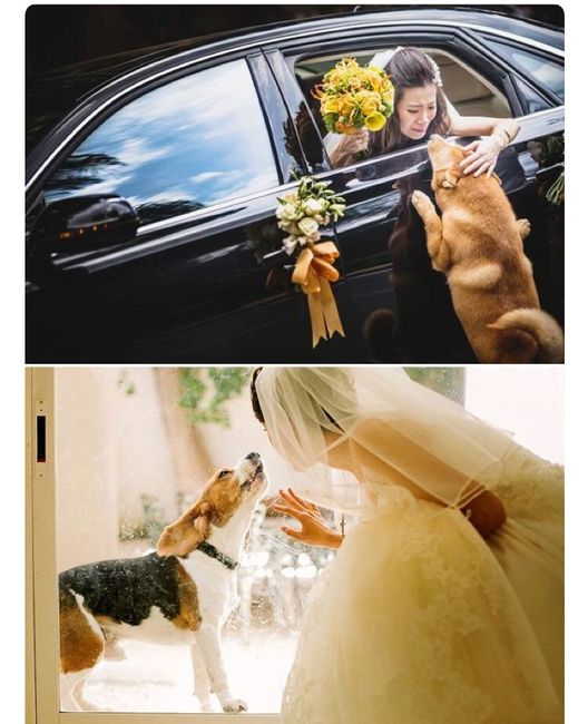Perrhijos en la boda 😍😍 - 1
