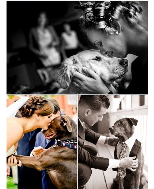 Perrhijos en la boda 😍😍 - 2