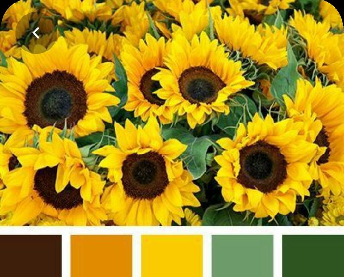 Colores: paleta de colores con amarillo 11