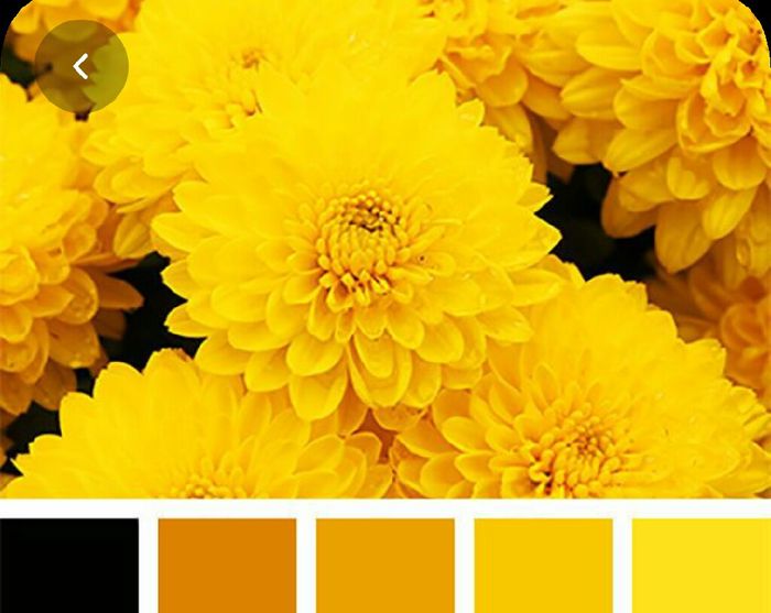 Colores: paleta de colores con amarillo 9