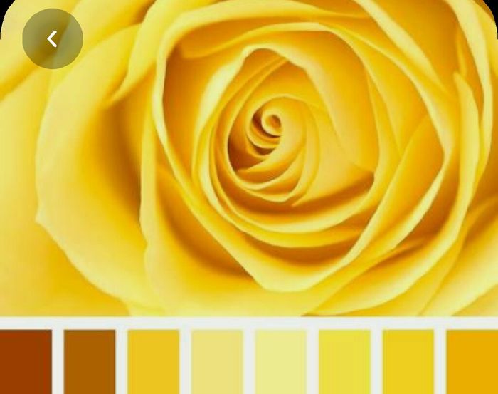 Colores: paleta de colores con amarillo 21