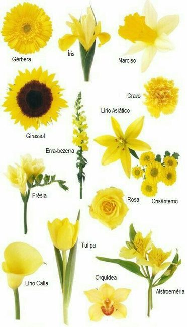 Colores: tipo de flor en amarillo 1