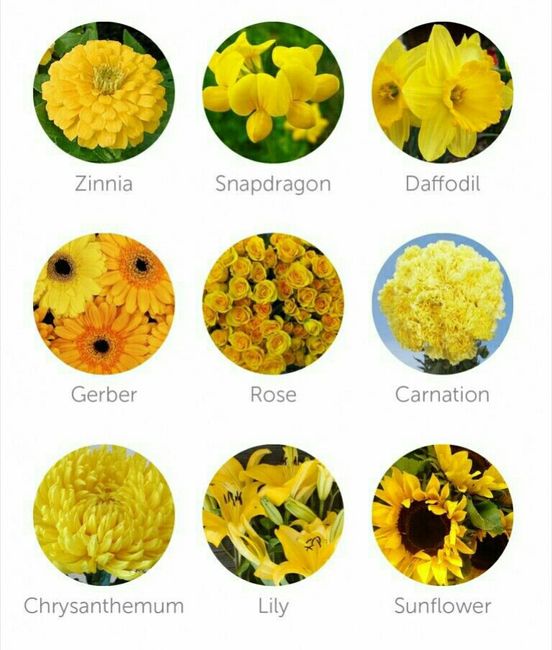 Colores: tipo de flor en amarillo 2