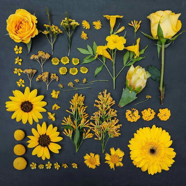 Colores: tipo de flor en amarillo 3