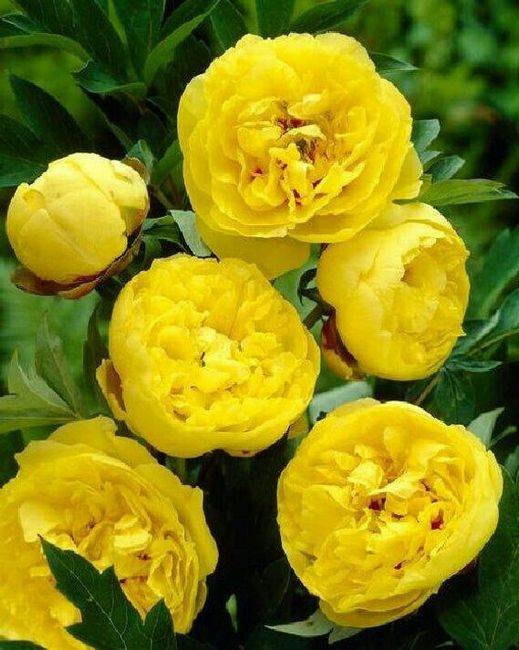 Colores: tipo de flor en amarillo 6