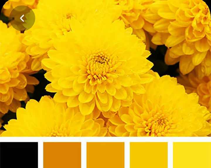 Colores: paleta de colores con amarillo - 14