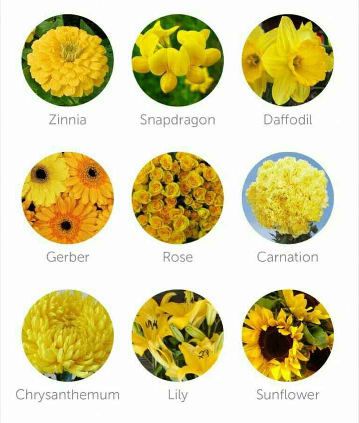 Colores: tipo de flor en amarillo - 2