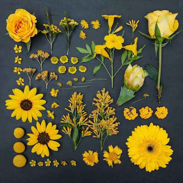 Colores: tipo de flor en amarillo - 3