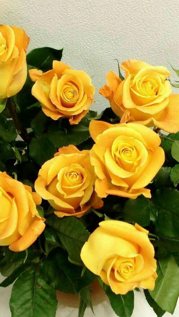 Colores: tipo de flor en amarillo - 4