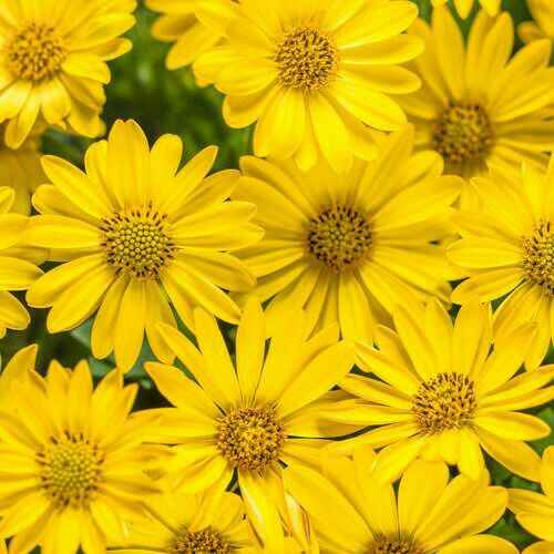 Colores: tipo de flor en amarillo - 5