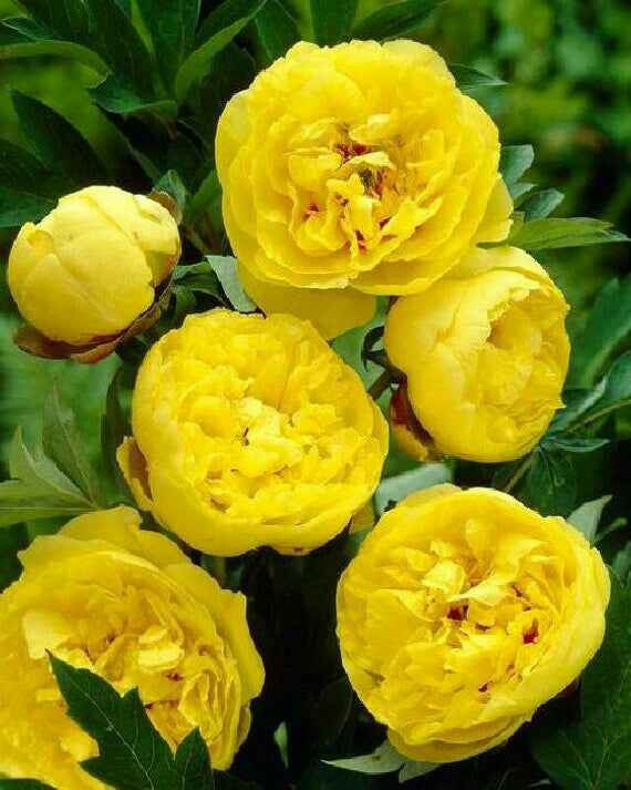 Colores: tipo de flor en amarillo - 6