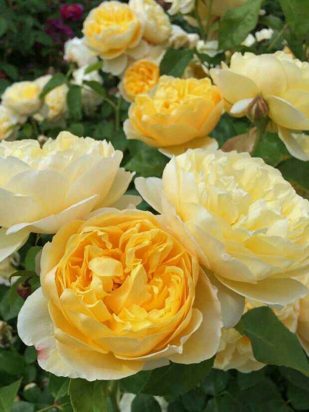 Colores: tipo de flor en amarillo - 7