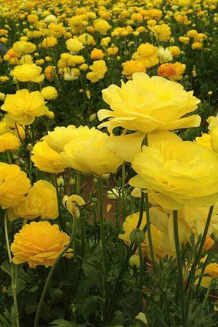Colores: tipo de flor en amarillo - 8